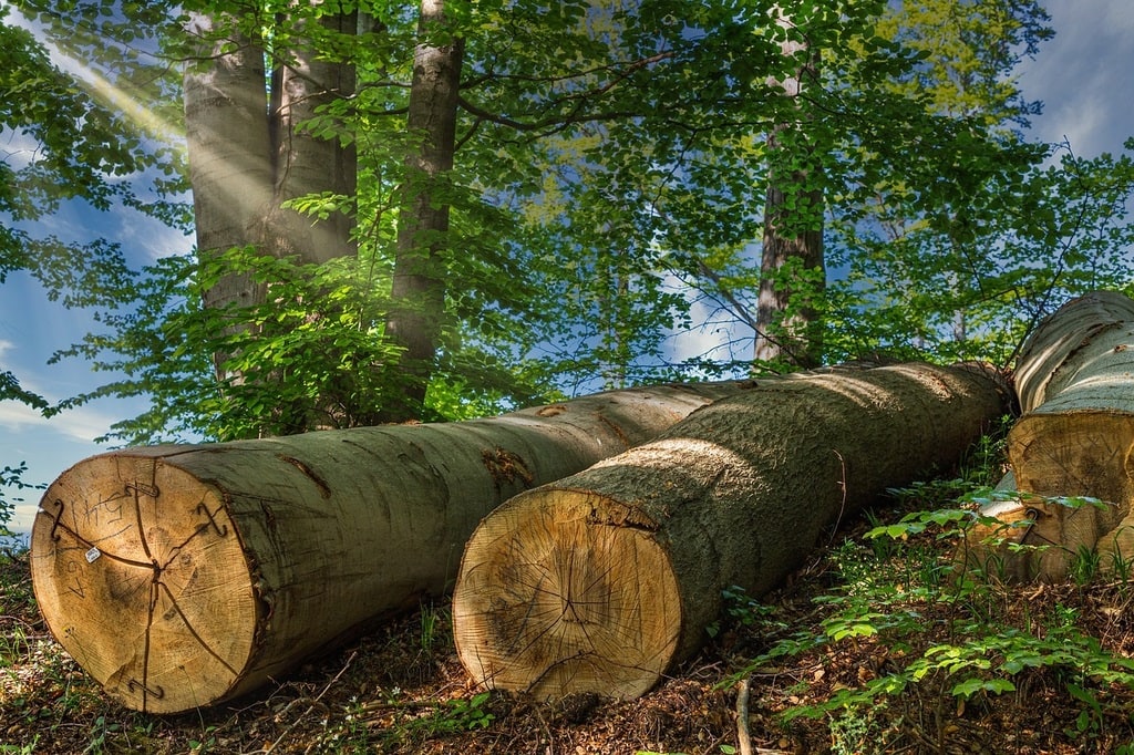 Faire appel à un professionnel pour l'élagage d'arbres